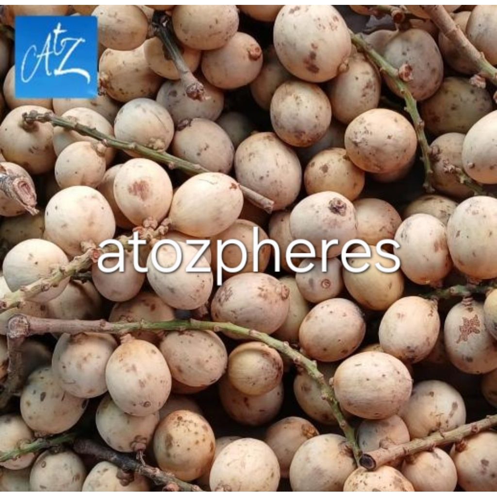 Buah duku / langsat langsep kokosan kosan segar pilihan fresh lanzones 1kg