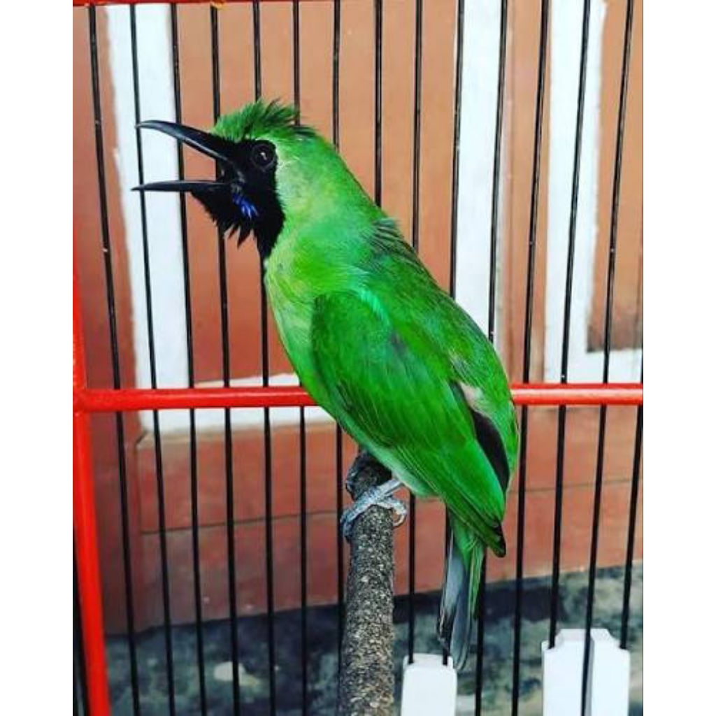 cucak ijo hijau gacor rawatan makan voer total sehat