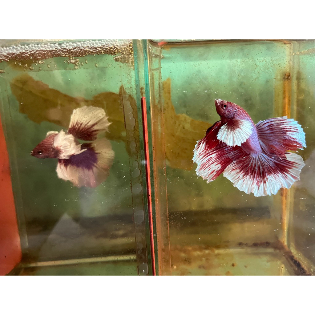 cupang dumbo ear lavender