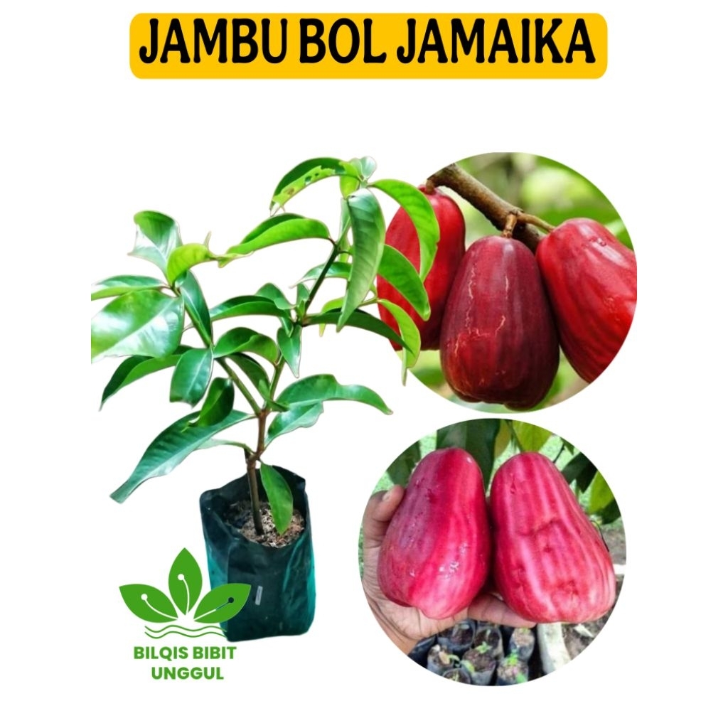 BIBIT BUAH JAMBU BOL JAMAIKA