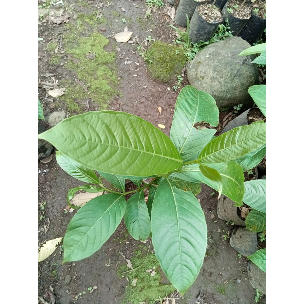 Bibit Bunga Bungur - Pohon Bunga Bungur - Tanaman Bunga Sakura Indonesia - Bungur ungu