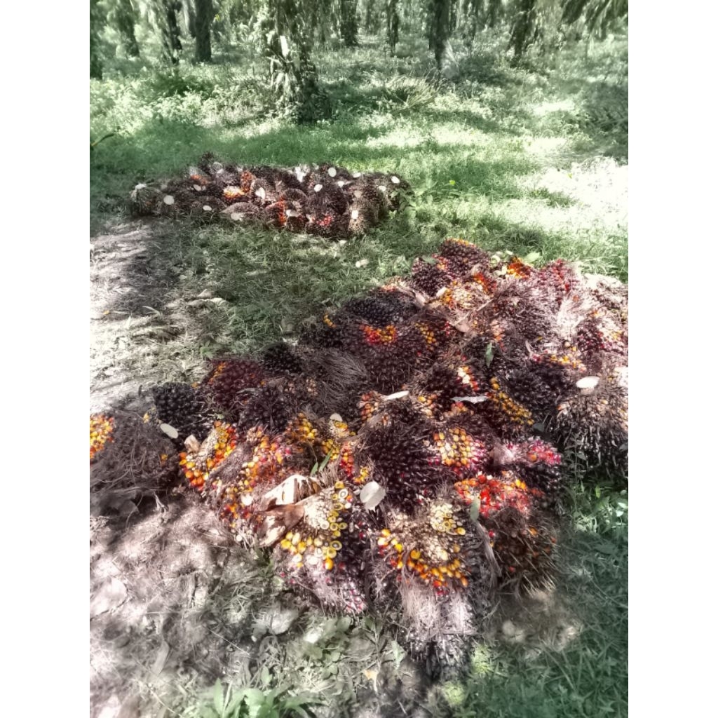 brondolan biji sawit umpan ikan