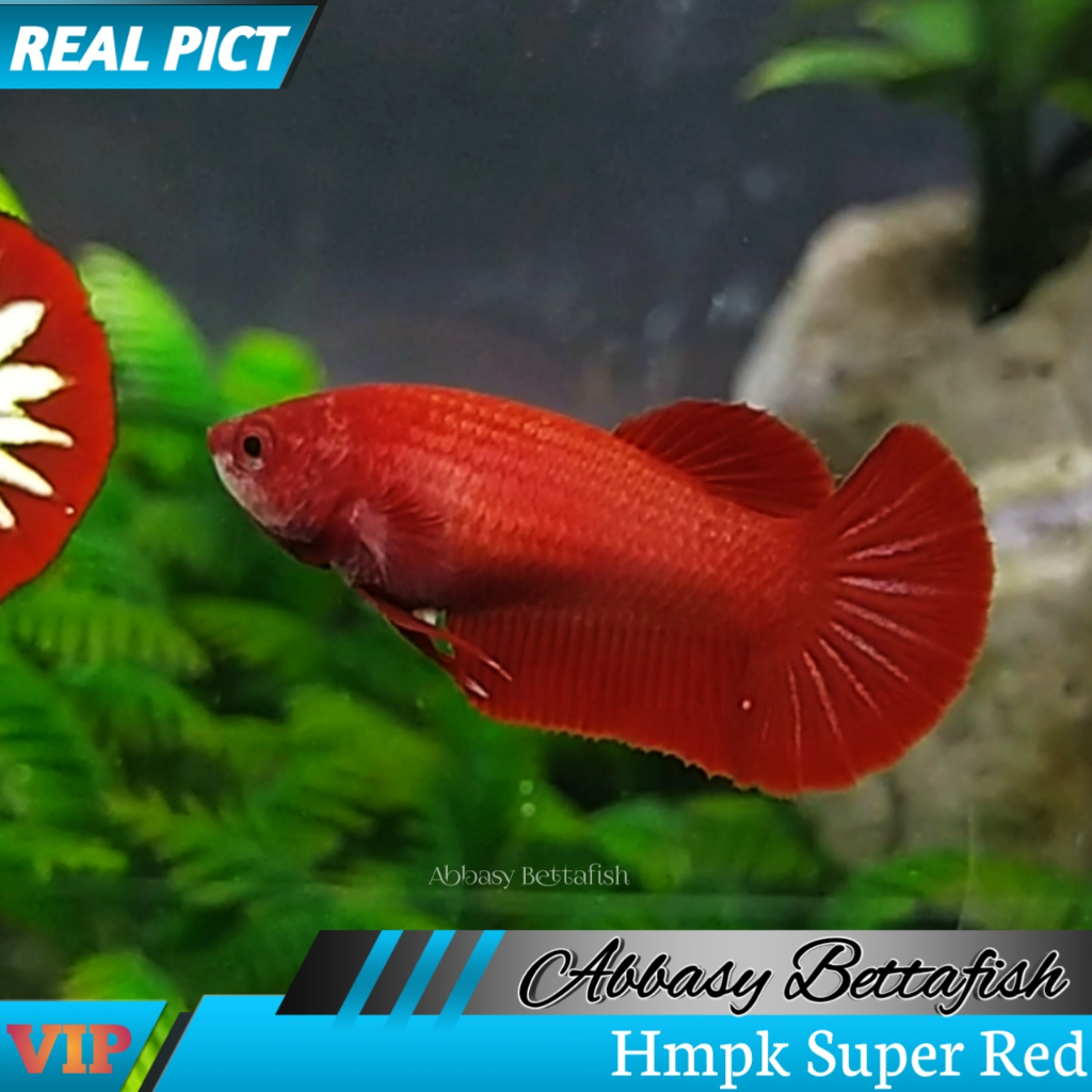 Hmpk Super Red FeMale Real Picture 03