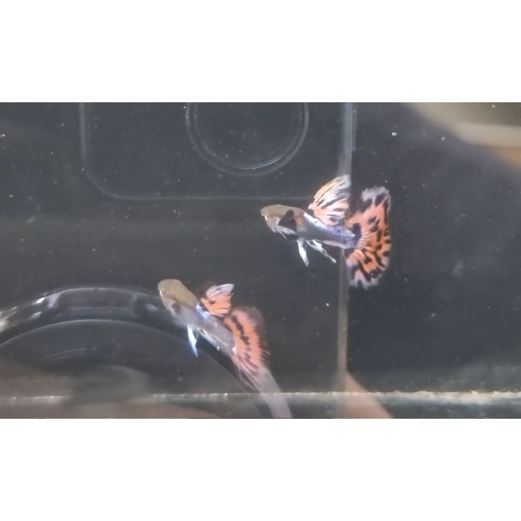 Packing sterofoam guppy Red ivory