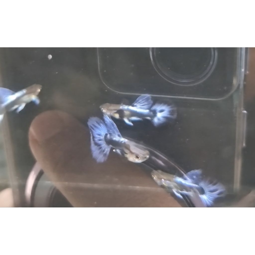 packing sterofoam guppy Blue ivory