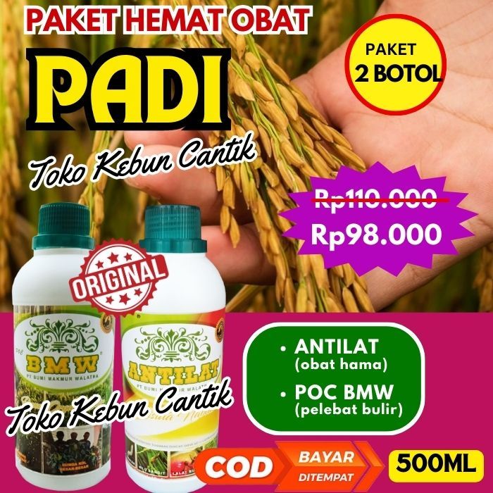 Padi Kuning dan Terserang Ulat? Coba Paket Pupuk Padi POC BMW + ANTILAT untuk Padi Sehat, Hijau, dan