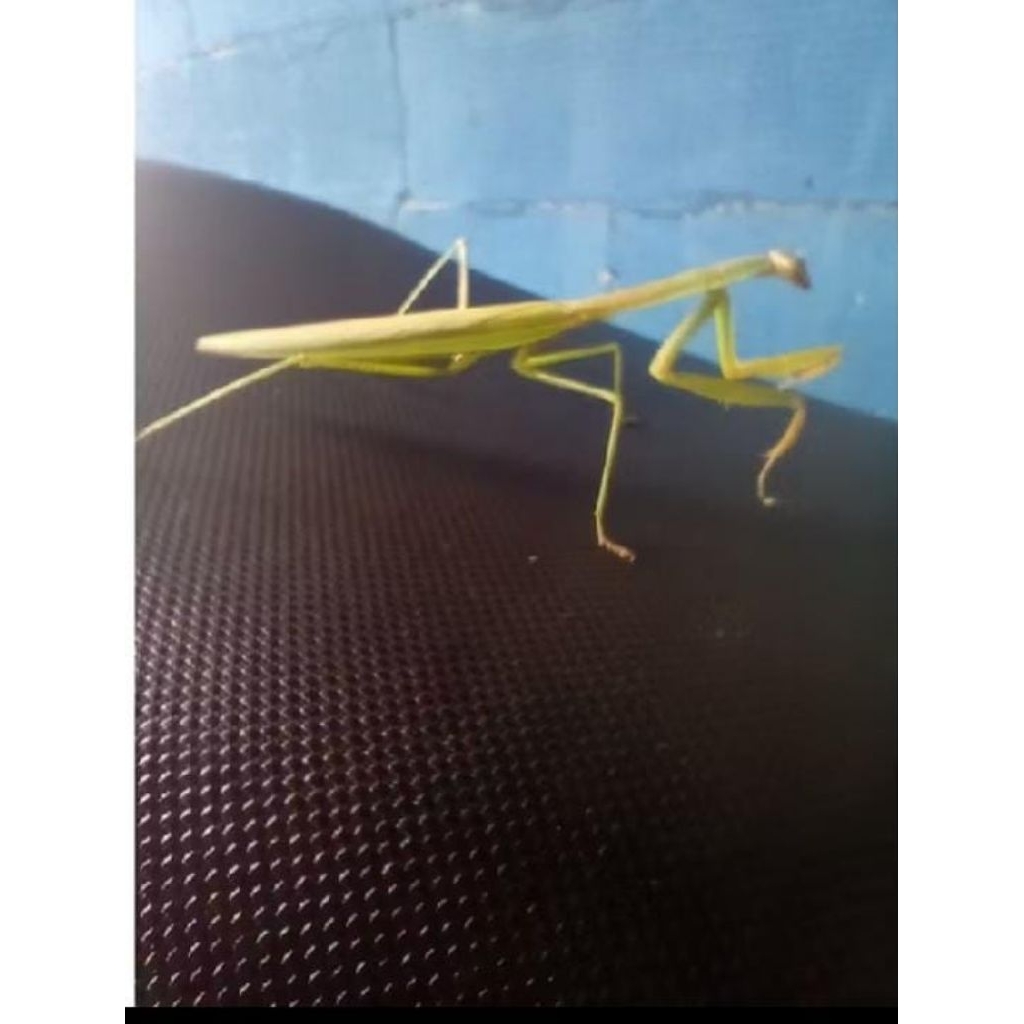 belalang sembah/ekor hidup