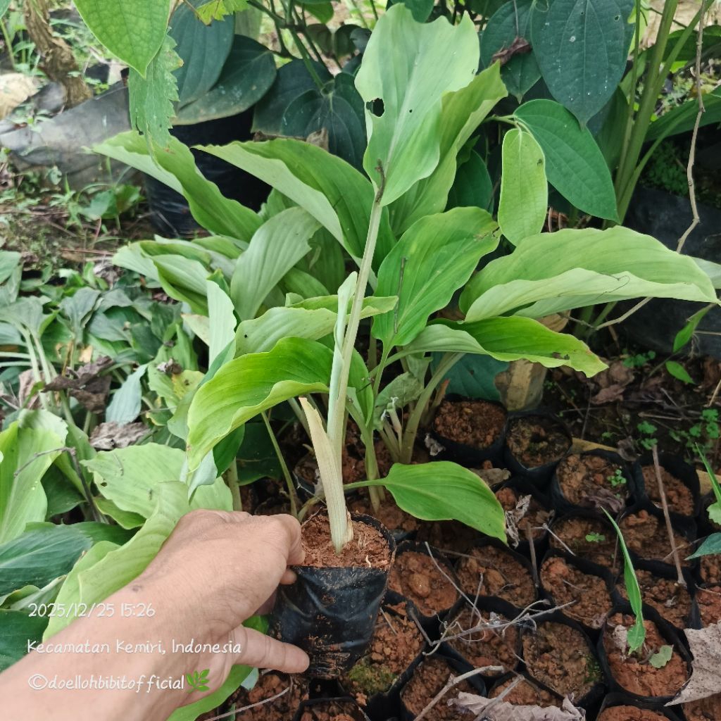 Bibit Kunyit Hitam (Curcuma caesia Roxb.) Membantu Stamina Tubuh