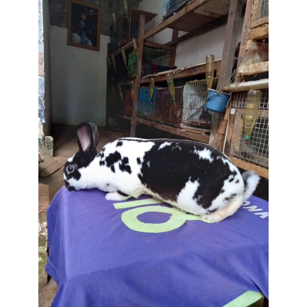 Kelinci Rex bulu karpet jantan remaja (10).