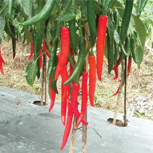 10 Benih Biji Cabe Besar DARMAIS F1