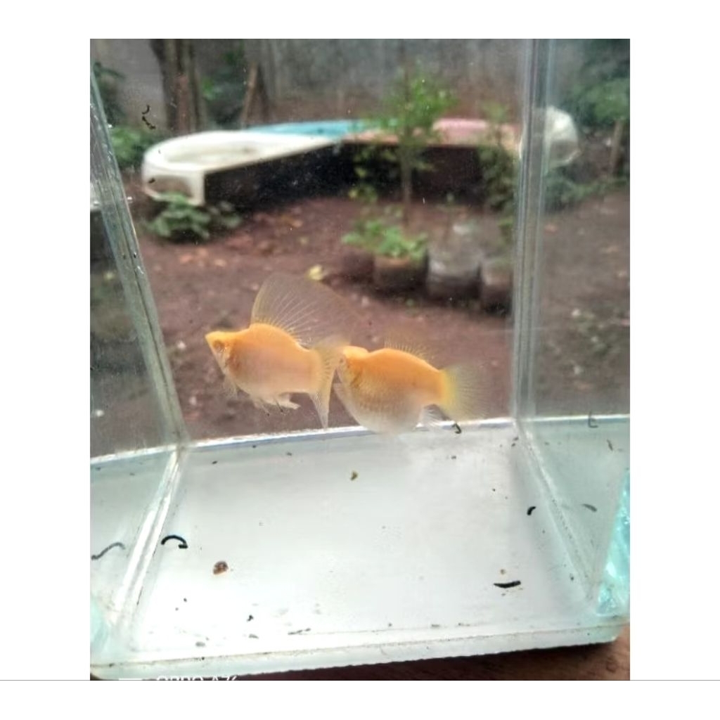 HIASAN AQUARIUM MOLLY ALBINO SOFTGOLD ROUNTAIL