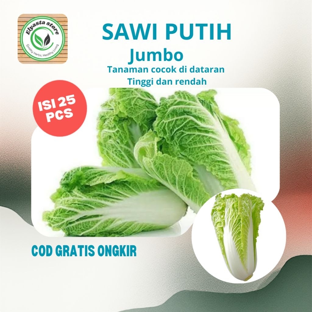 25 Benih Biji Tanaman Sayuran Sawi Putih Jumbo Kualitas Tinggi