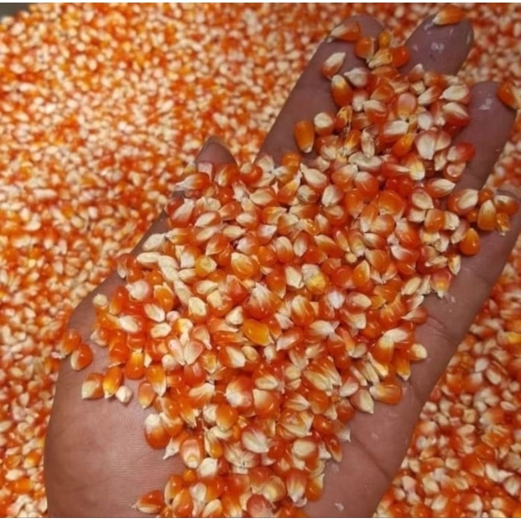 JAGUNG KECIL PAKAN MERPATI/Jagung kristal 1kg /pakan ayam /jagung mini