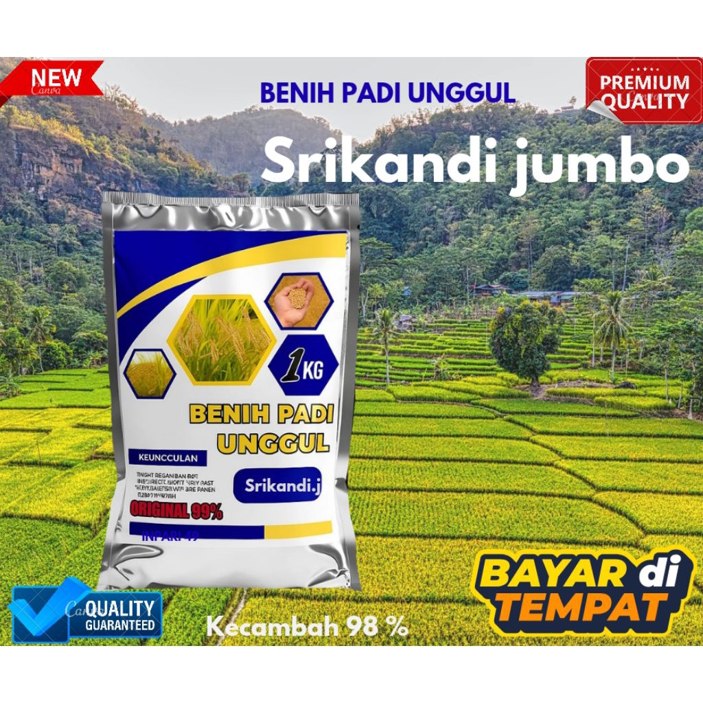 BENIH PADI UNGGUL SRIKANDI JUMBO 1KG BIBIT UNGGUL BERKUALITAS PREMIUM