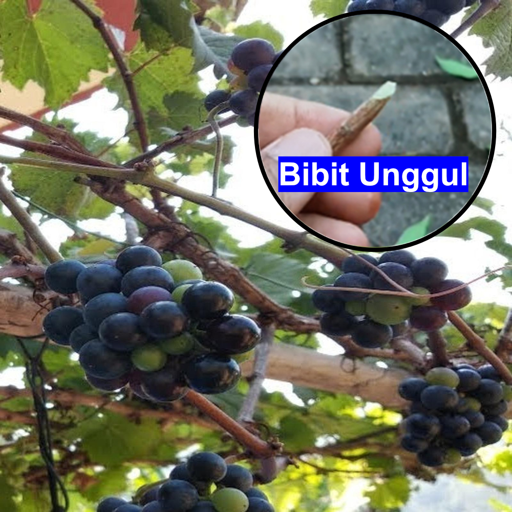 Bibit anggur red master lokal stek batang - Stek Batang