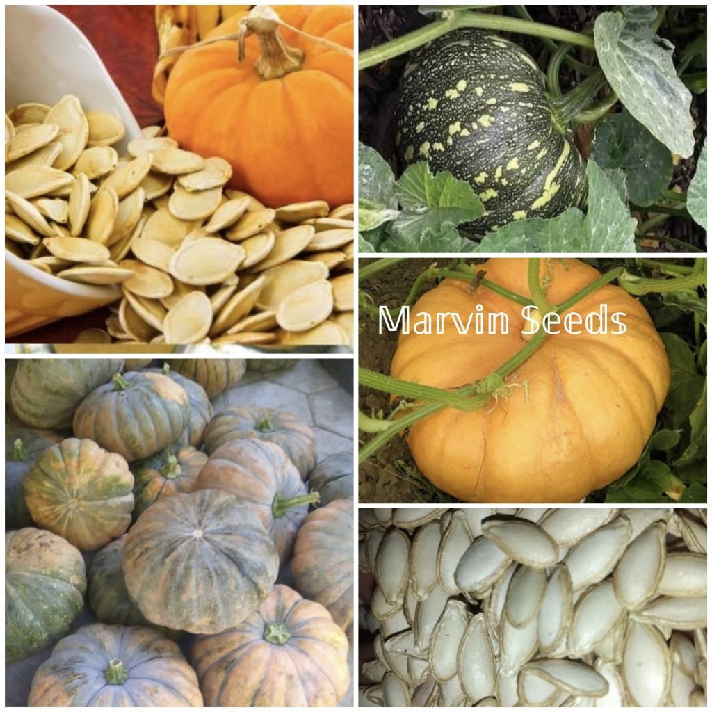 Marvin Seeds [ Benih Labu Parang | Labu Kuning ]