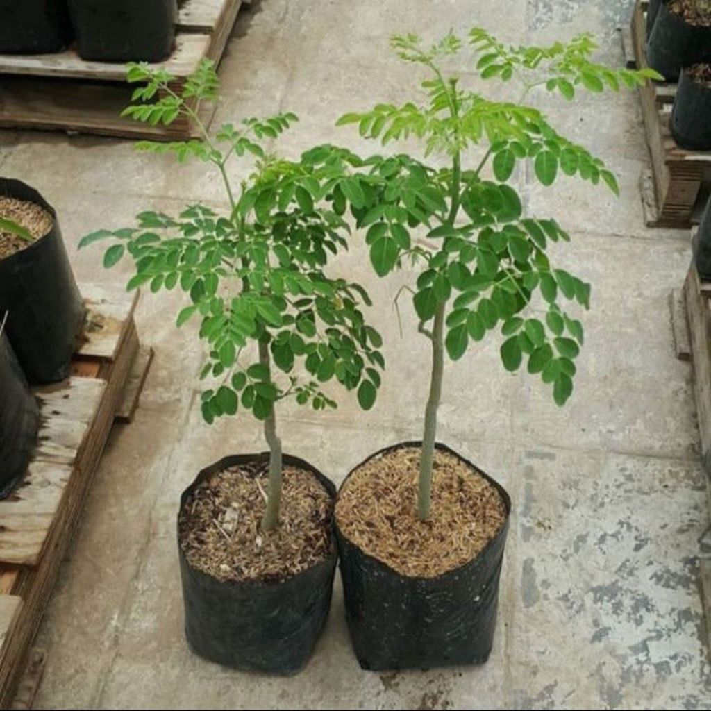 Pohon Kelor Herbal Alami Siap Tanam Berakar Banyak Tanaman Herbal Kelor