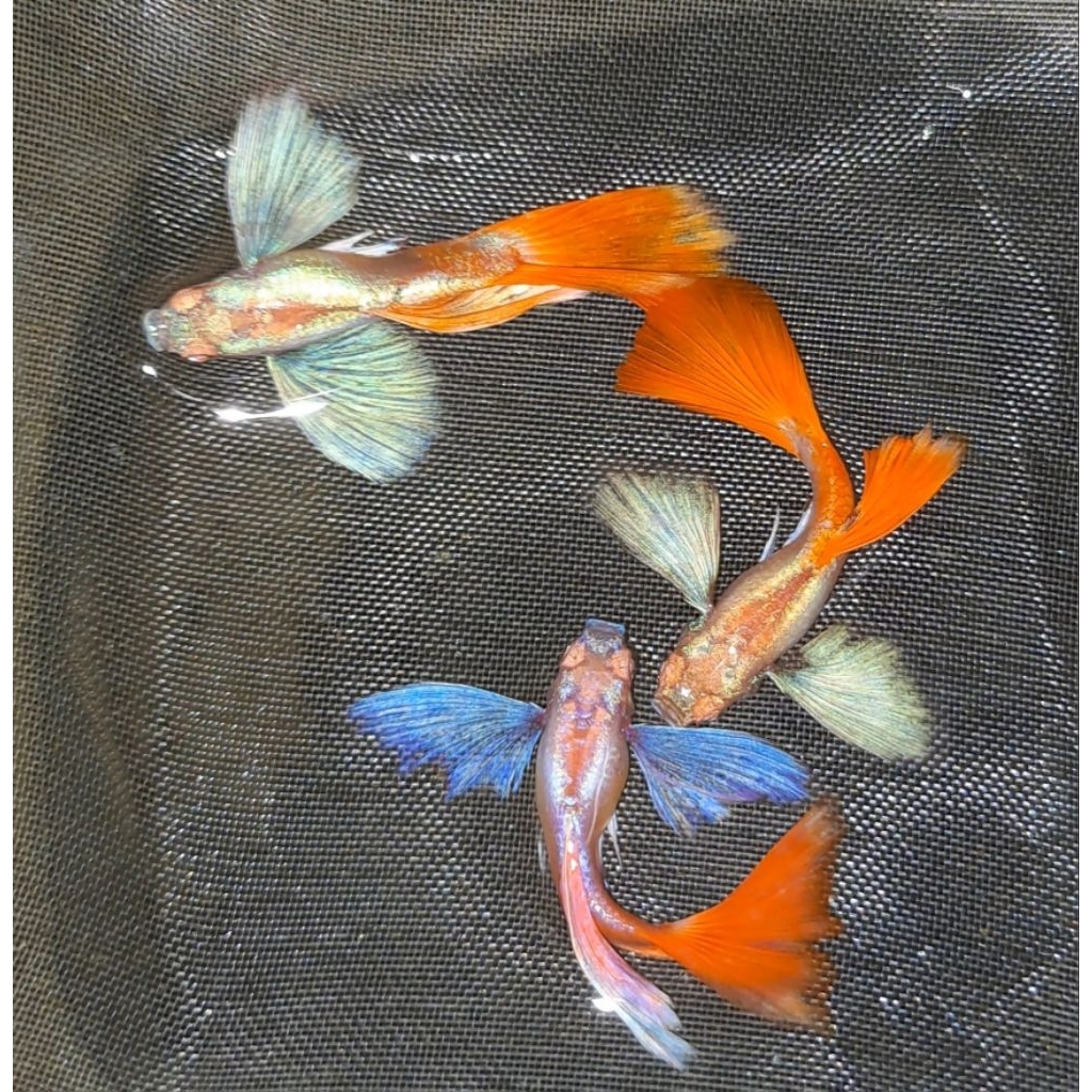 stiker dekorasi aquarium albino PRTDE