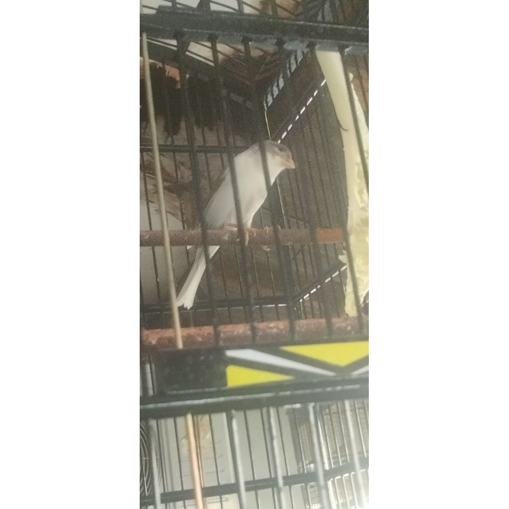 Burung kenari AF jantan gacoran panda body big rawatan
