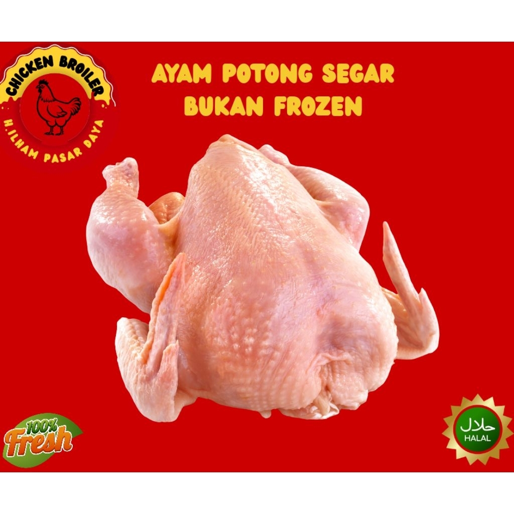 Ayam Potong Segar utuh 1 ekor Fresh halal higienis Makassar
