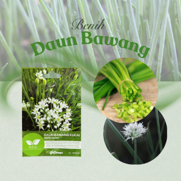 Benih Daun Bawang Kucai/Benih Daun Bawang/Benih Garlic Chives
