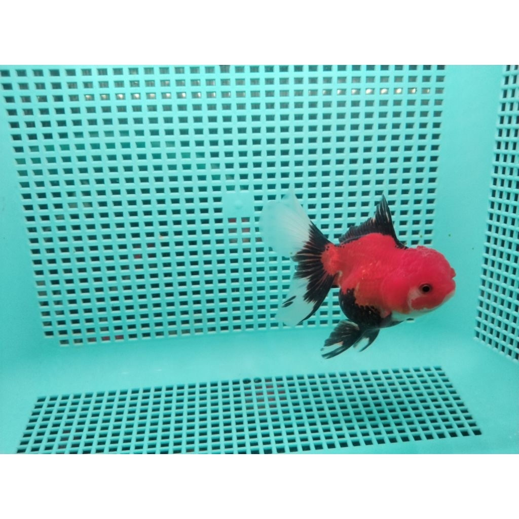 panda 3c mas koki size 12cm