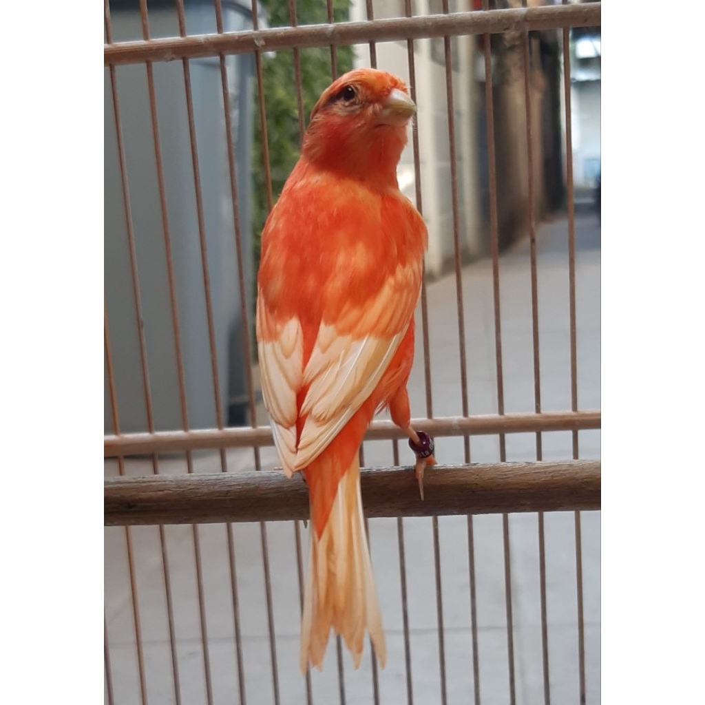 KENARI MERAH LOKAL REMAJAAN MUTASIAN JANTAN BETINA READY