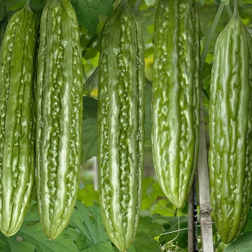 2 Benih Biji Pare WUHAN F1