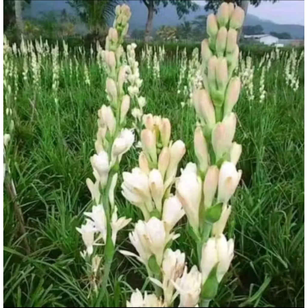 Tanaman bunga sedap malam - sedap malam - sedap malam wangi - bunga hidup