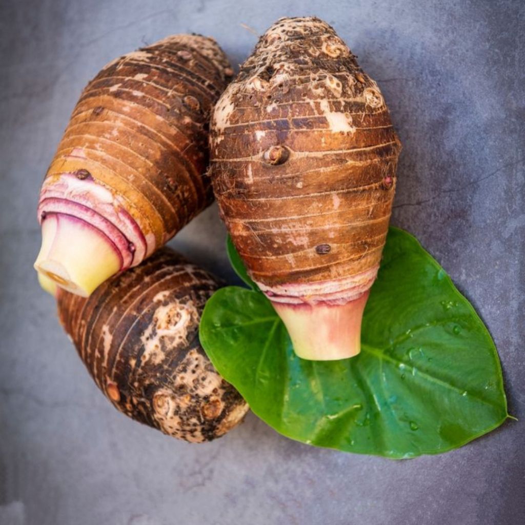 (COD) Talas Bogor Ungu Segar Umbi BESAR Pulen Dan Lembut Dan Terjamin Umbinya