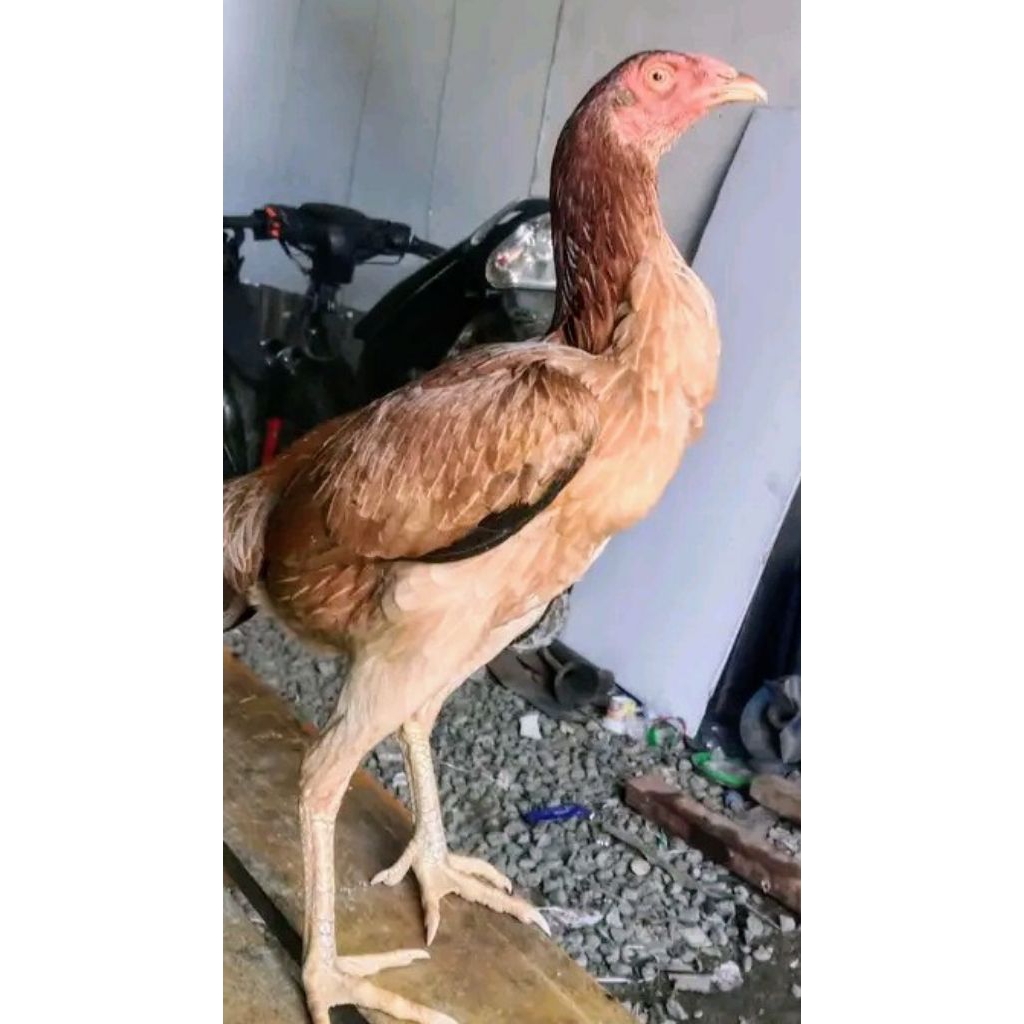 ayam Pama babon betina sudah bertelur 1kali