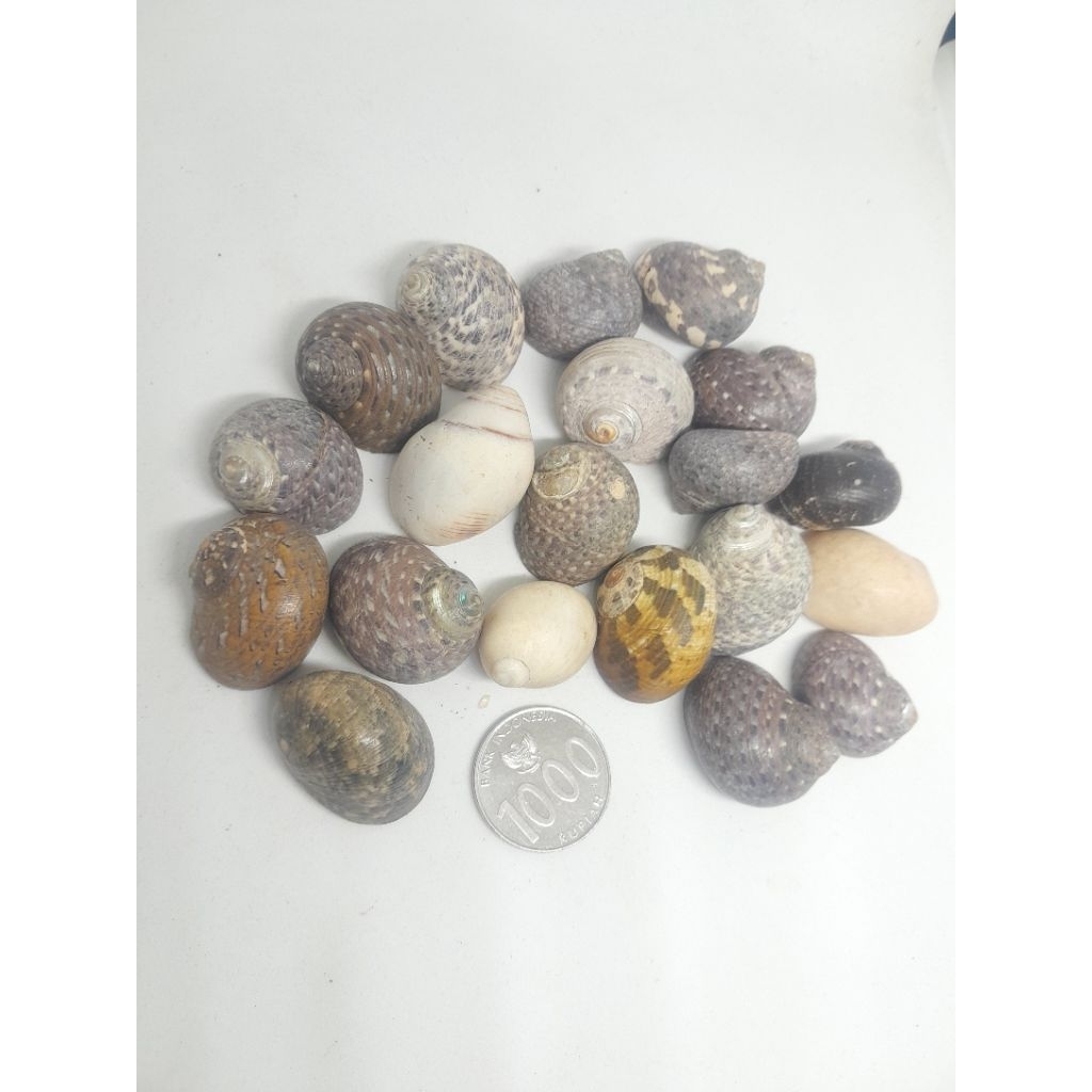 cangkang kelomang kecil  cangkang pengganti  aksesories