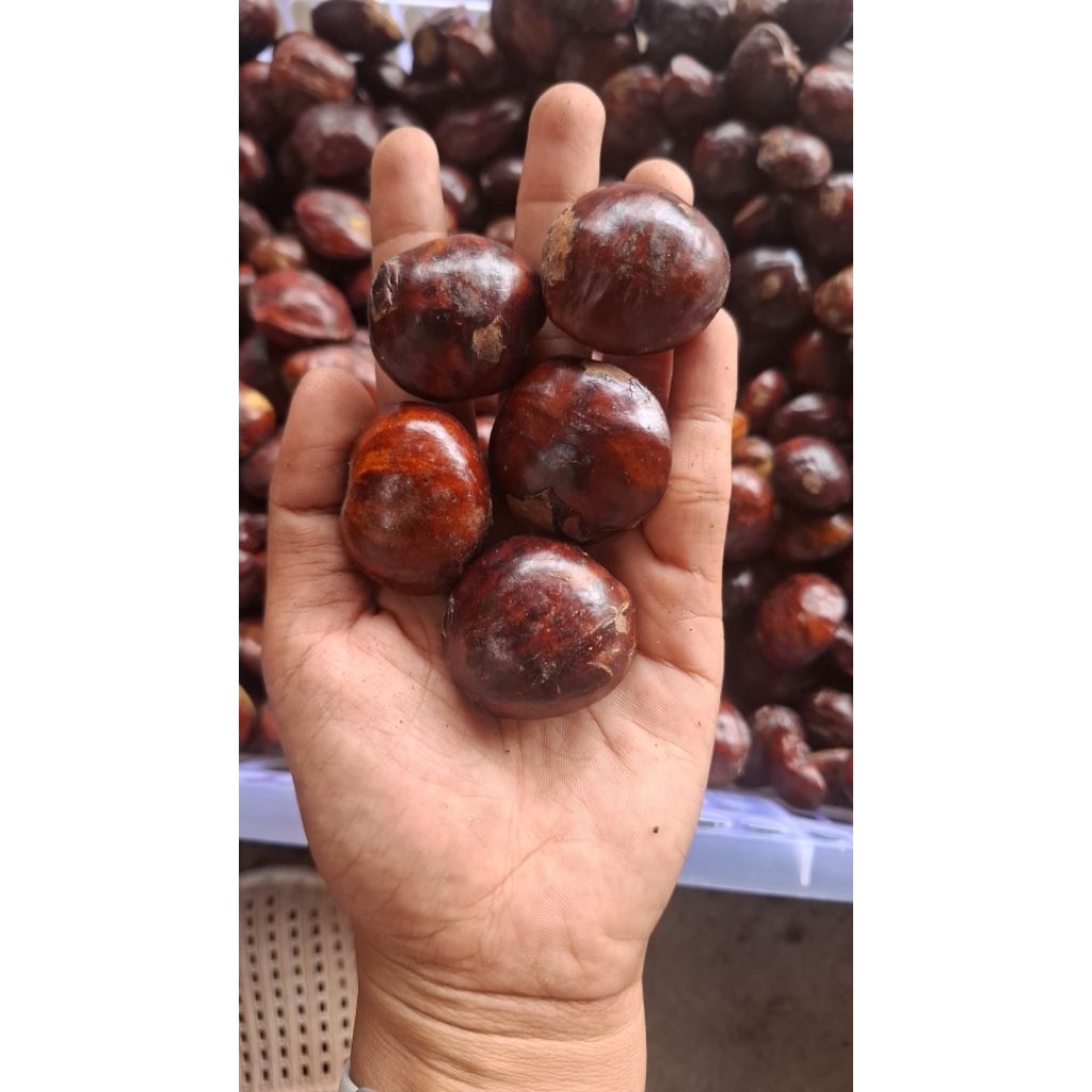 Jengkol Tua Mentah 1kg - Segar, Pulen, Langsung dari Pohon