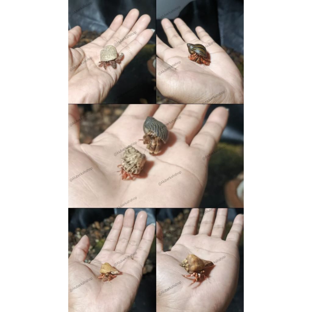 koleksi/mainan anak 18pcs klomang darat