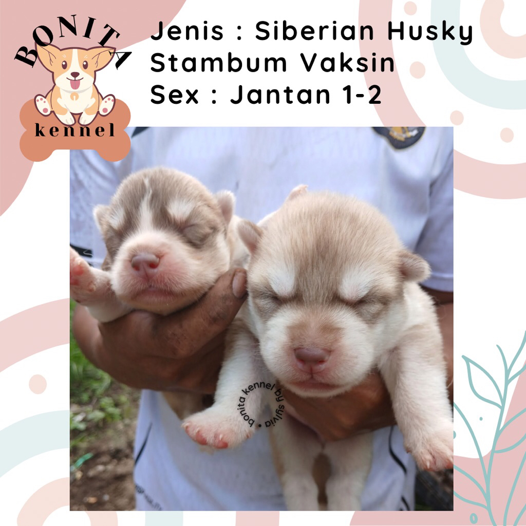 Siberian Husky Stambum Blue Eyes Jantan Flip Flop Betina Anak Anjing Husky