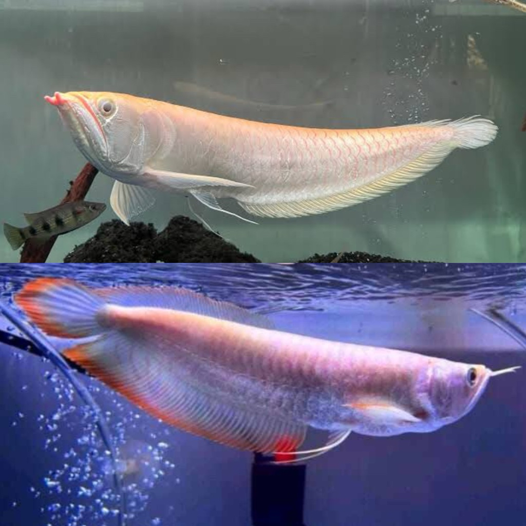 [Chan Aquatic] Ikan Hias Arowana Silver Brazil Size 14-16cm
