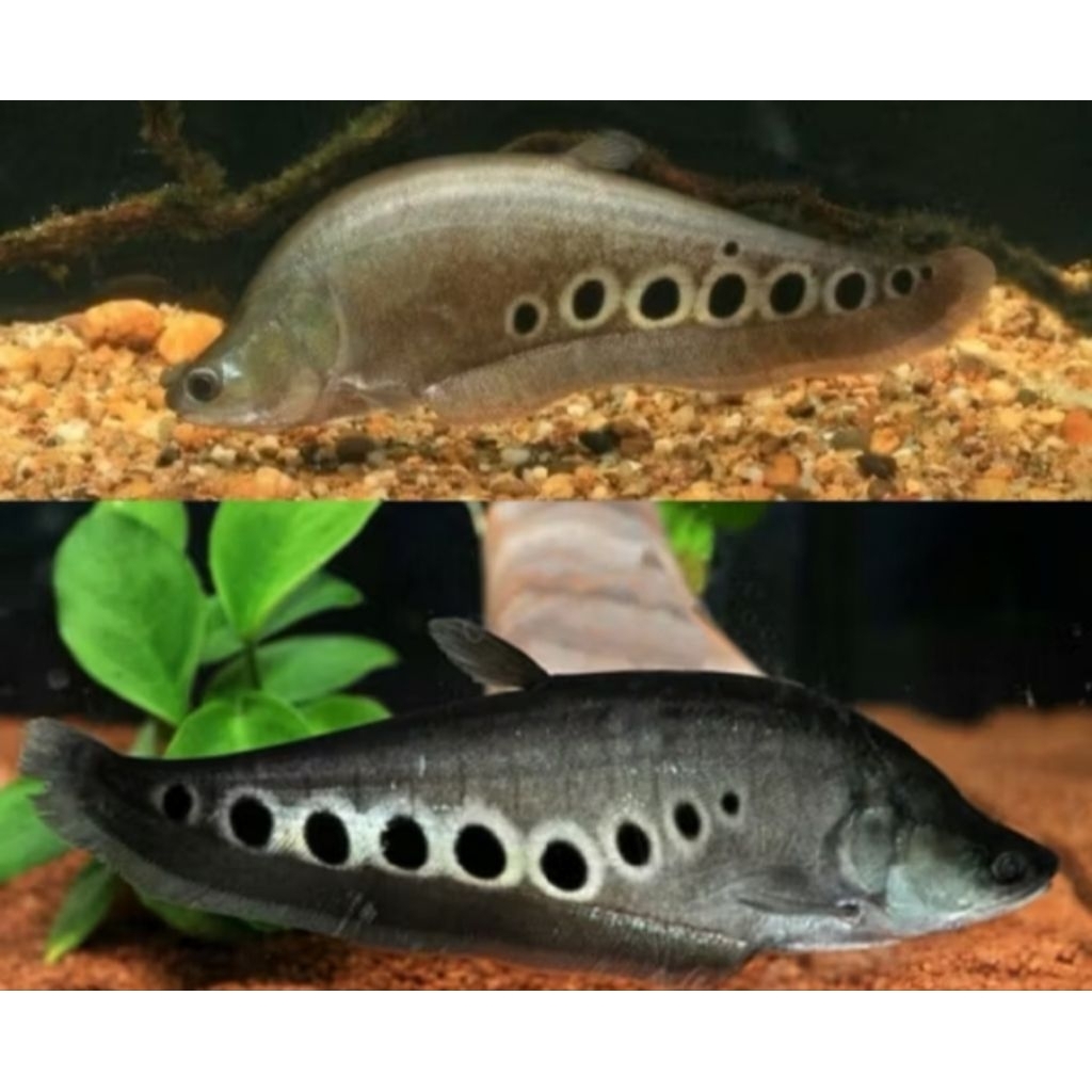Hiasan Aquarium BLD Bangkok Size 10-12 cm |Ikan Hias Bozz Louhan Pekanbaru|