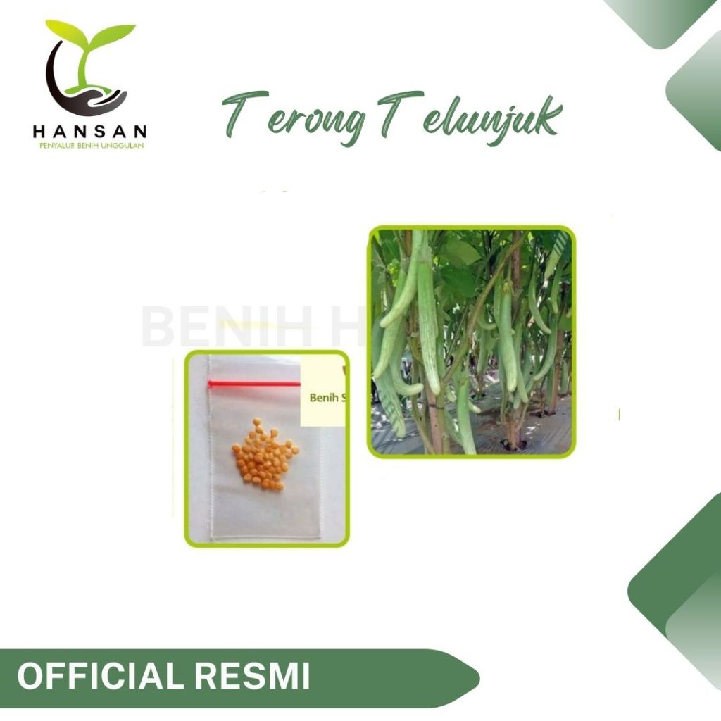 40 Benih Terong Telunjuk Lurik Sayuran Tunjuk Medan Unggul