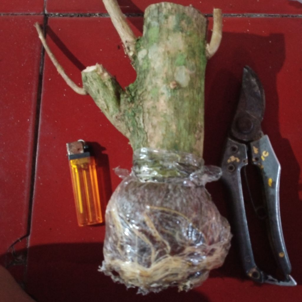 bahan cangkok bonsai sancang