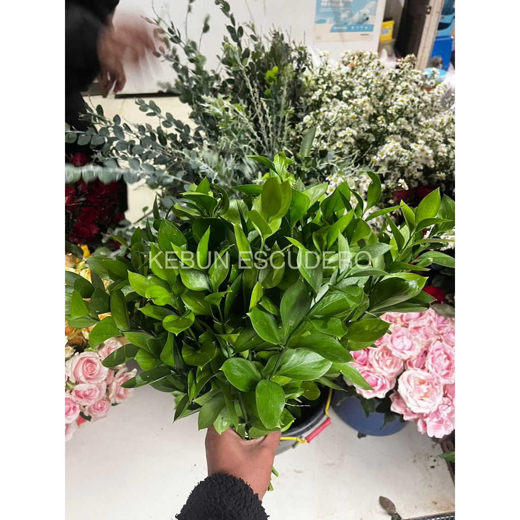 Bunga Potong Daun Ruskus - Bunga Potong Ruskus Fresh Per Ikat - Bunga Potong Murah - Bunga Potong Se