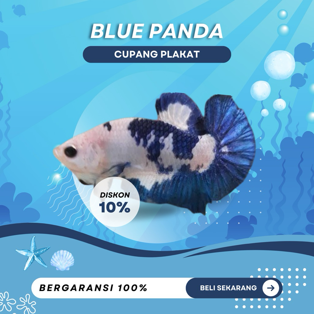 [PK] Cupang Blue Panda | NEW | LUCU | TOP GRADE| IKAN HIAS | MURAH