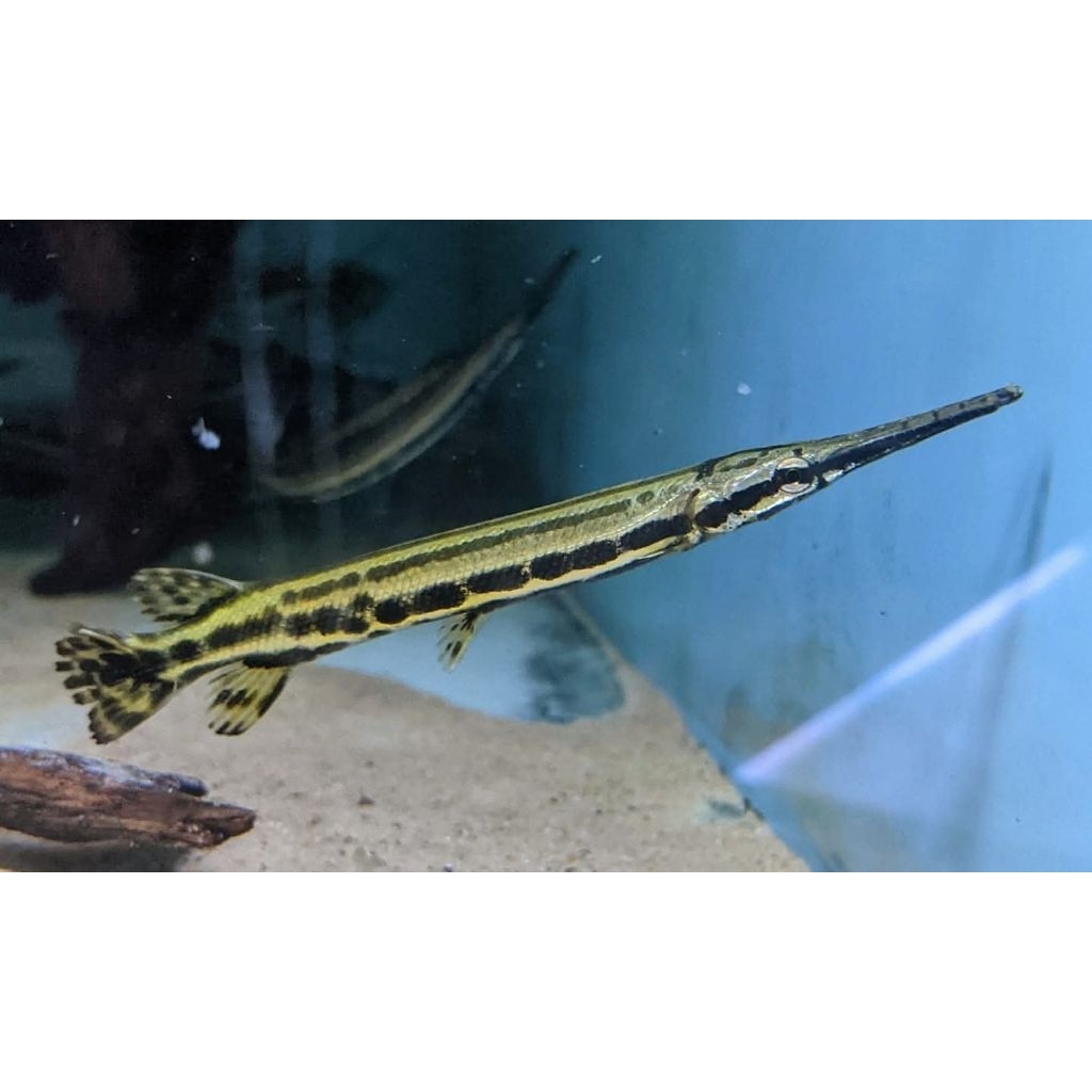 Spotted Florida Gar 10cm