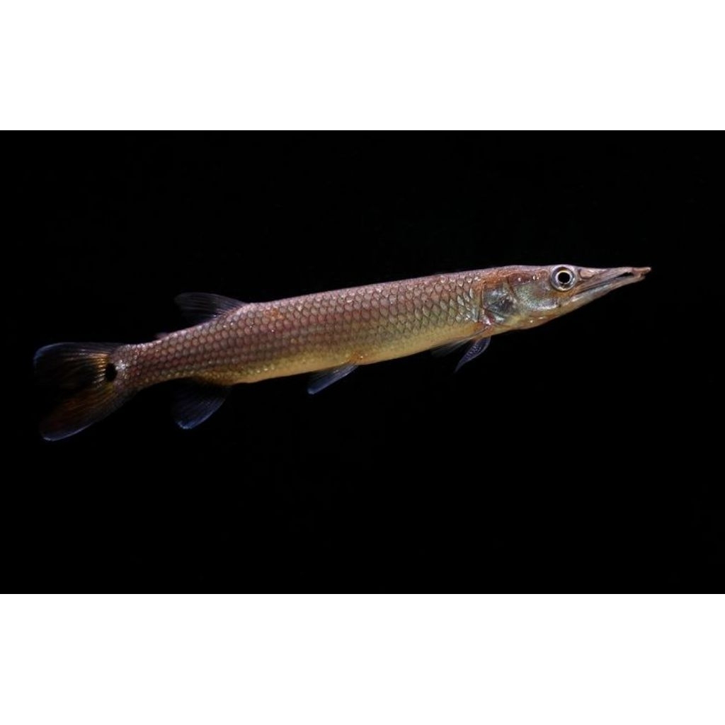 Hujeta Gar / Barracuda Air Tawar