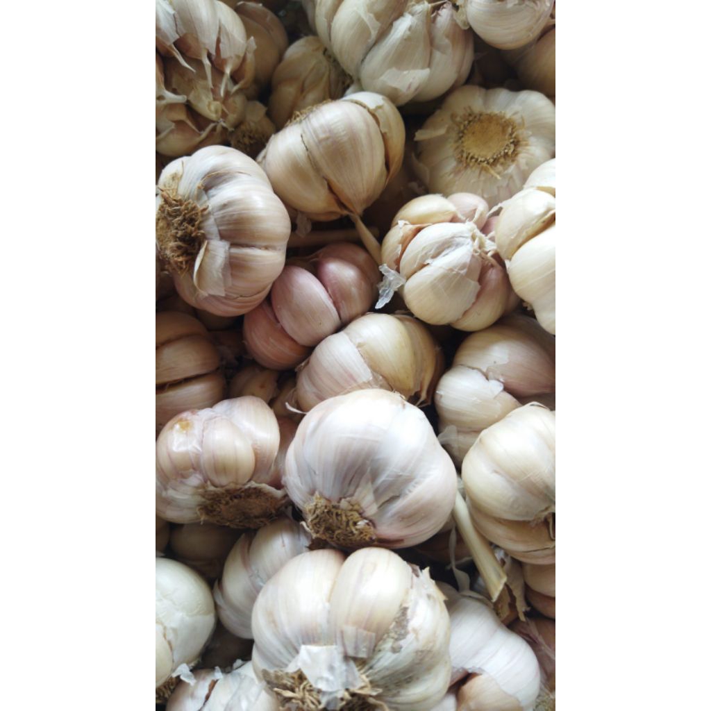 bawang putih 1kg