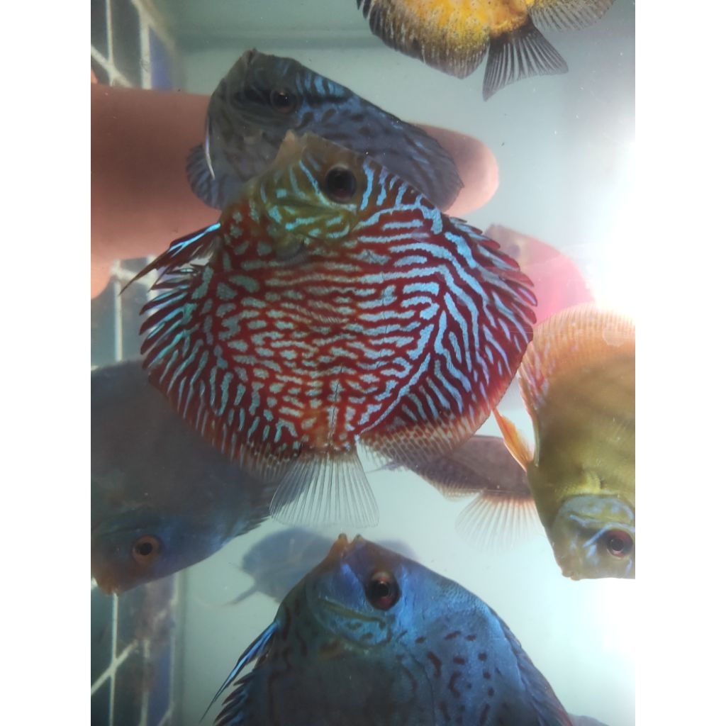 Discus  Hb all varian 4 inch up