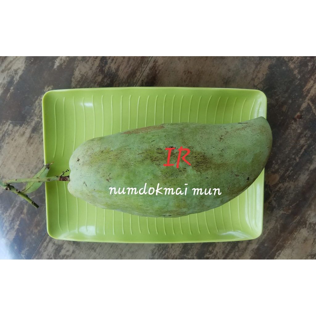 Entres Mangga namdokmaimun