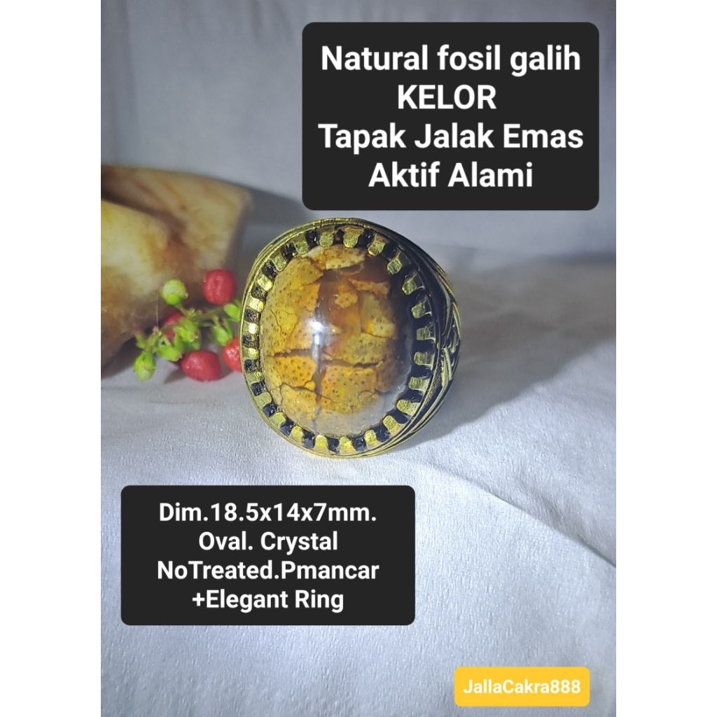 Natural Fsl GALIH KELOR TAPAK JALAK EMAS Les Teras Sumatra Aktif Alami Alam Les Moringa Oleifera | B