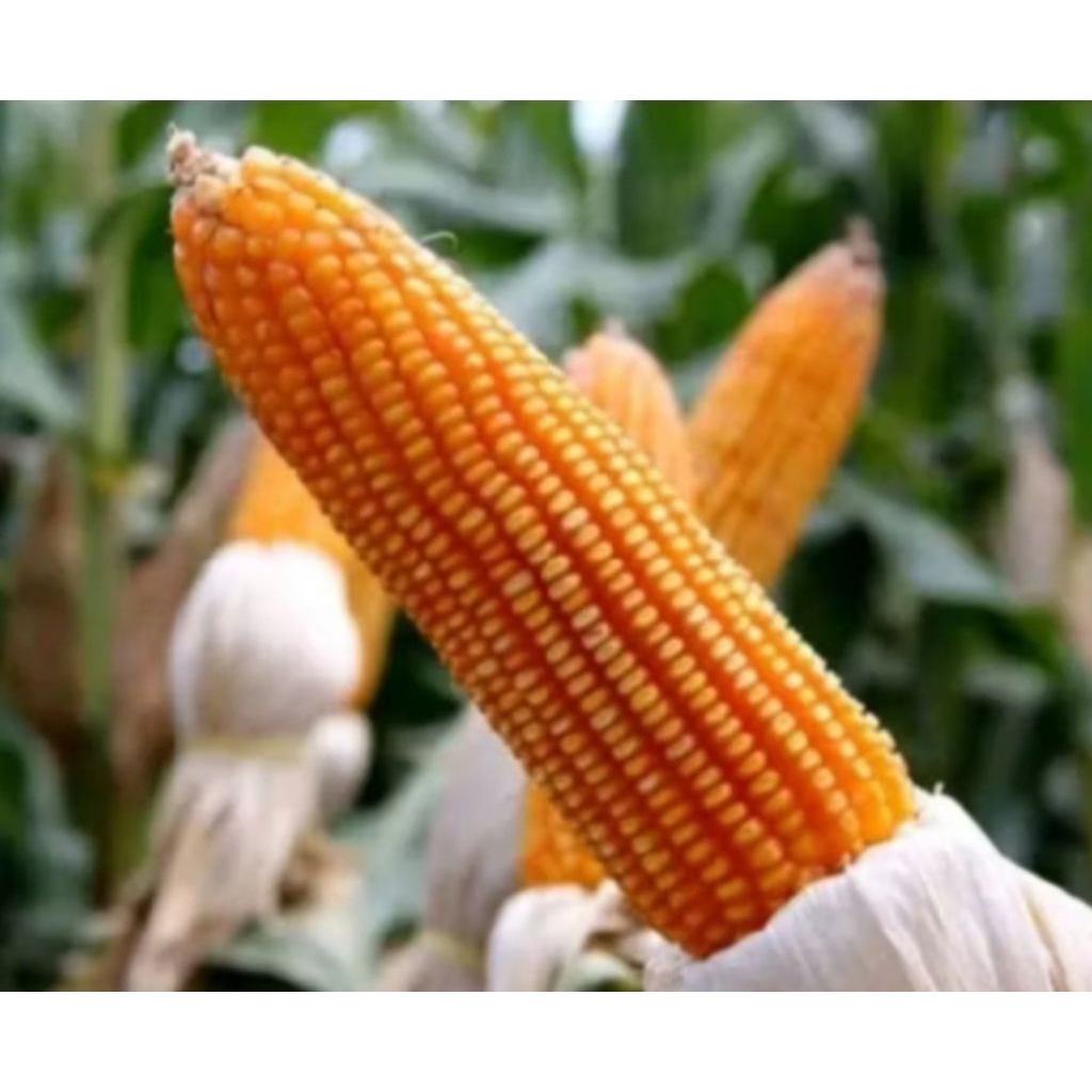 BIJI BENIH jagung 2 TONGKOL F1 (isi250 butir)