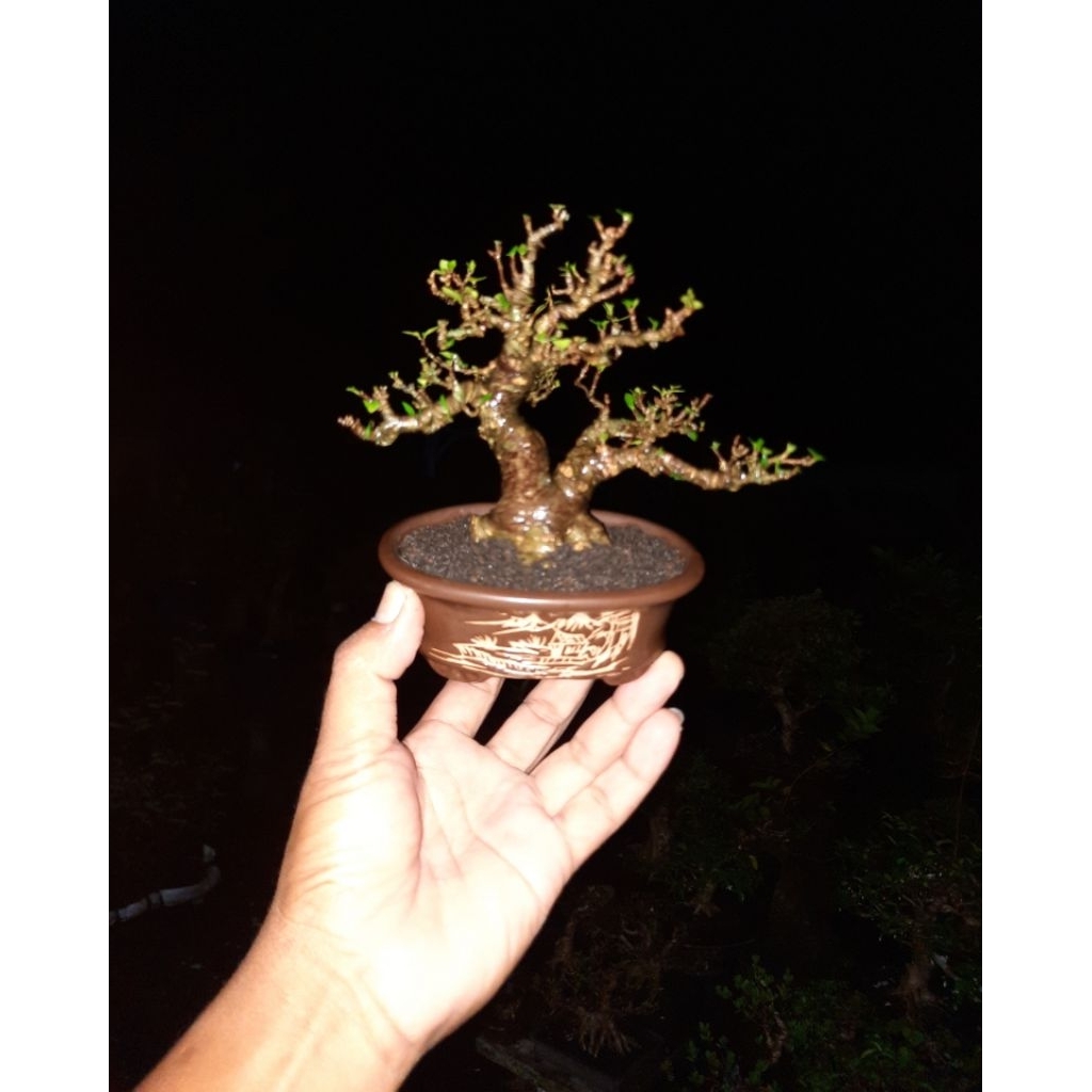 bonsai anput cakep
