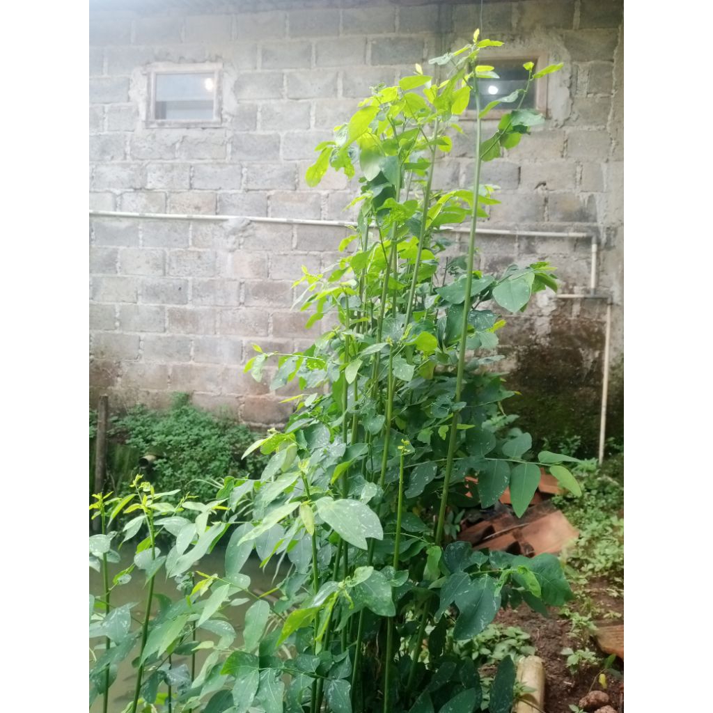 Daun katuk kering 100gr